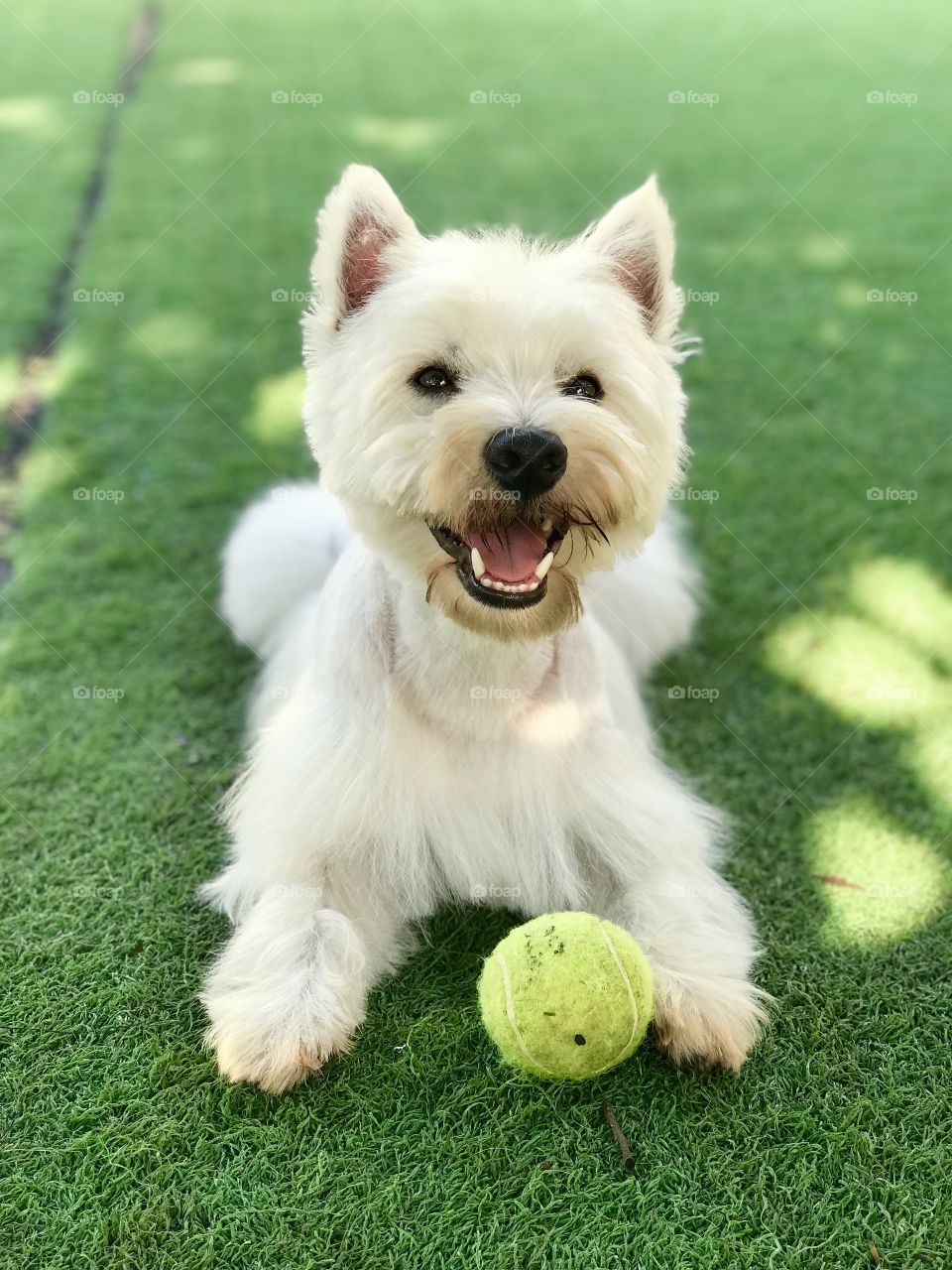 Westie Terrier