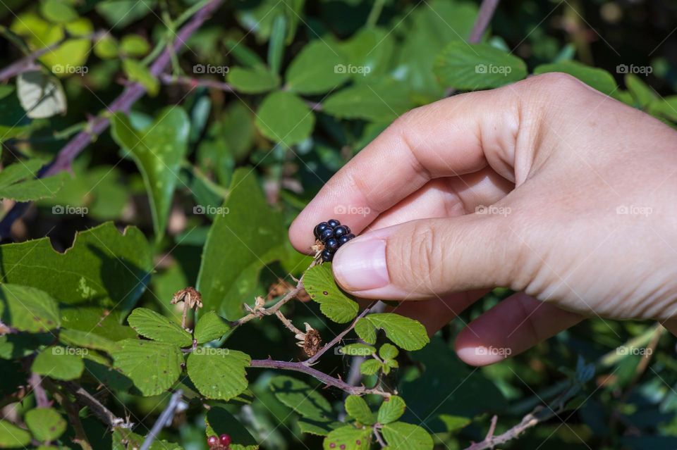 Picking blackberries in late summer