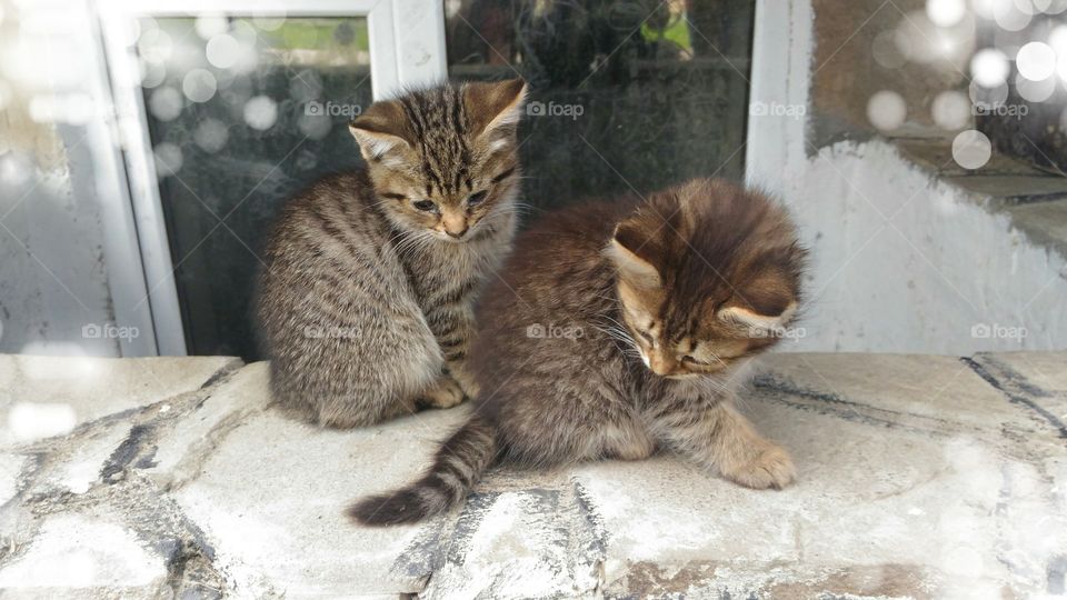 Полосатые котята сидят у окна и смотрят задумчиво вниз