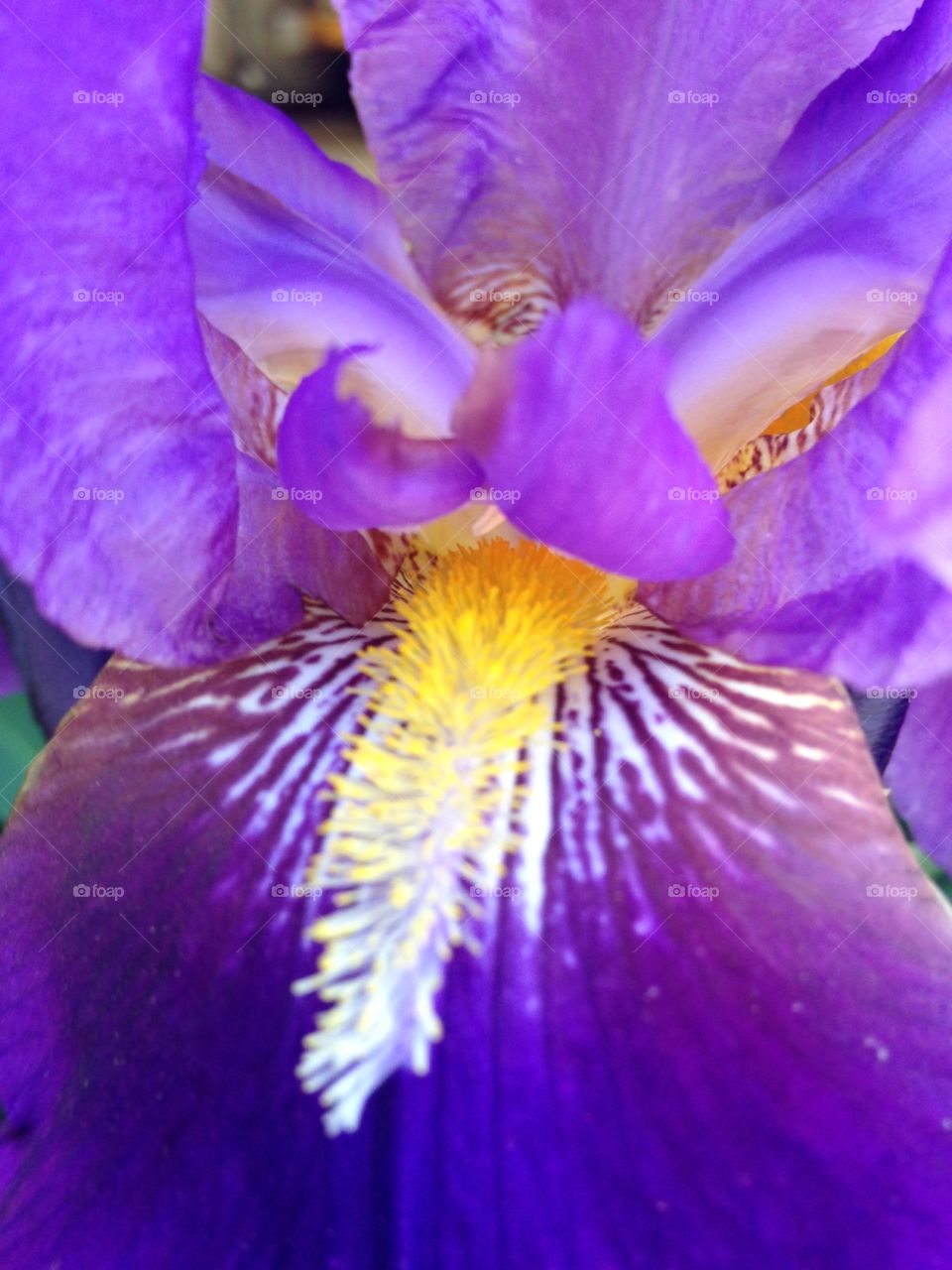 Purple iris flower. 