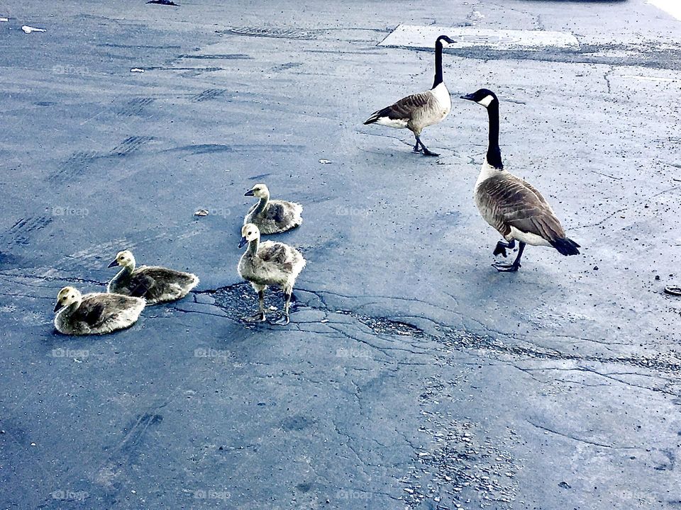 Mama and Papa Duck and their offspring are all being fed by Timothy Trespas one afternoon in 2019 at the parking lot underneath the Pulaski Bridge in Long Island City, Queens, NY. Hypnotic Productions