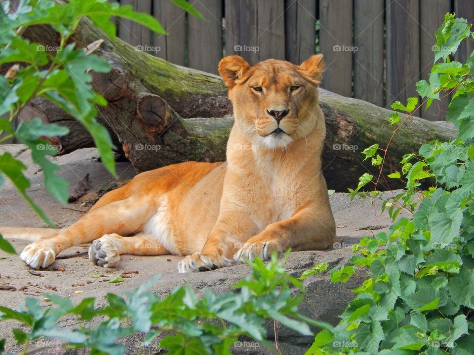 Lioness watching over the zoo. 