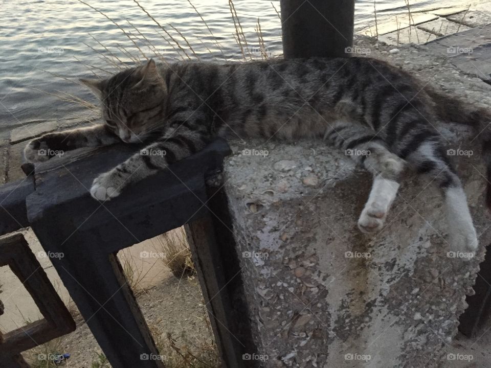 Спящий кот 🐈