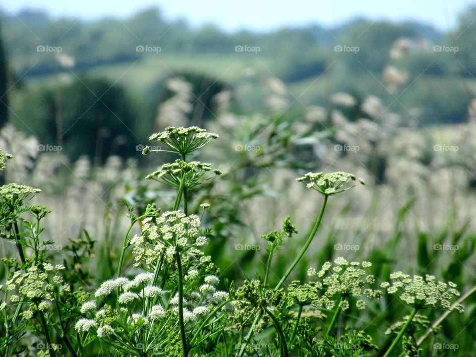 Wild flower meadow