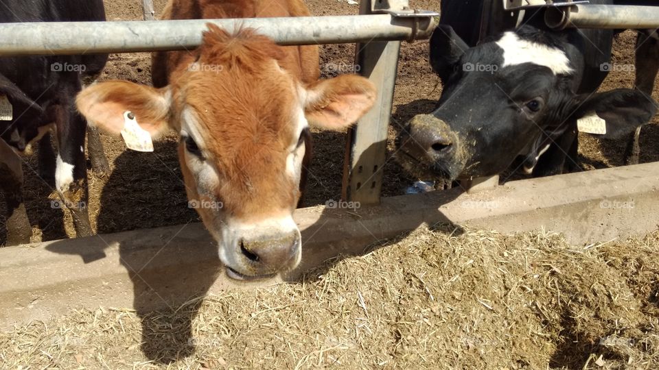 Cattle, Livestock, Farm, Mammal, Agriculture