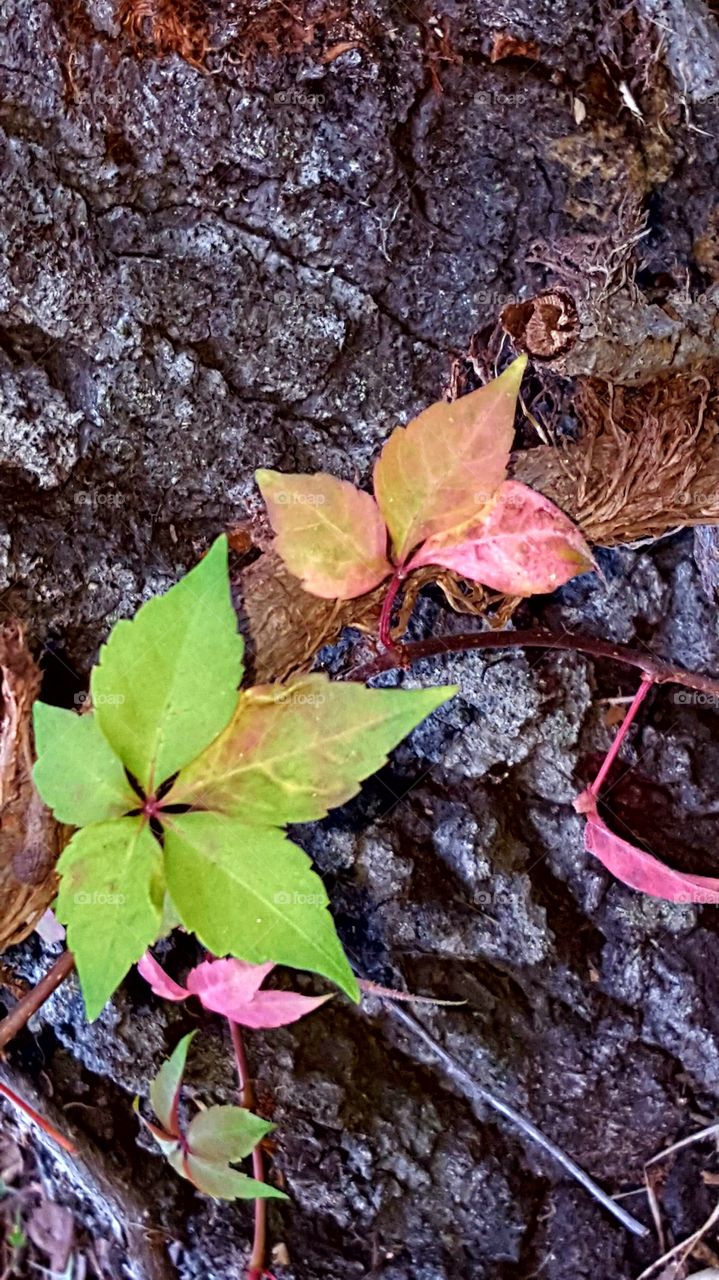 Leaf, Flora, Nature, Outdoors, Growth