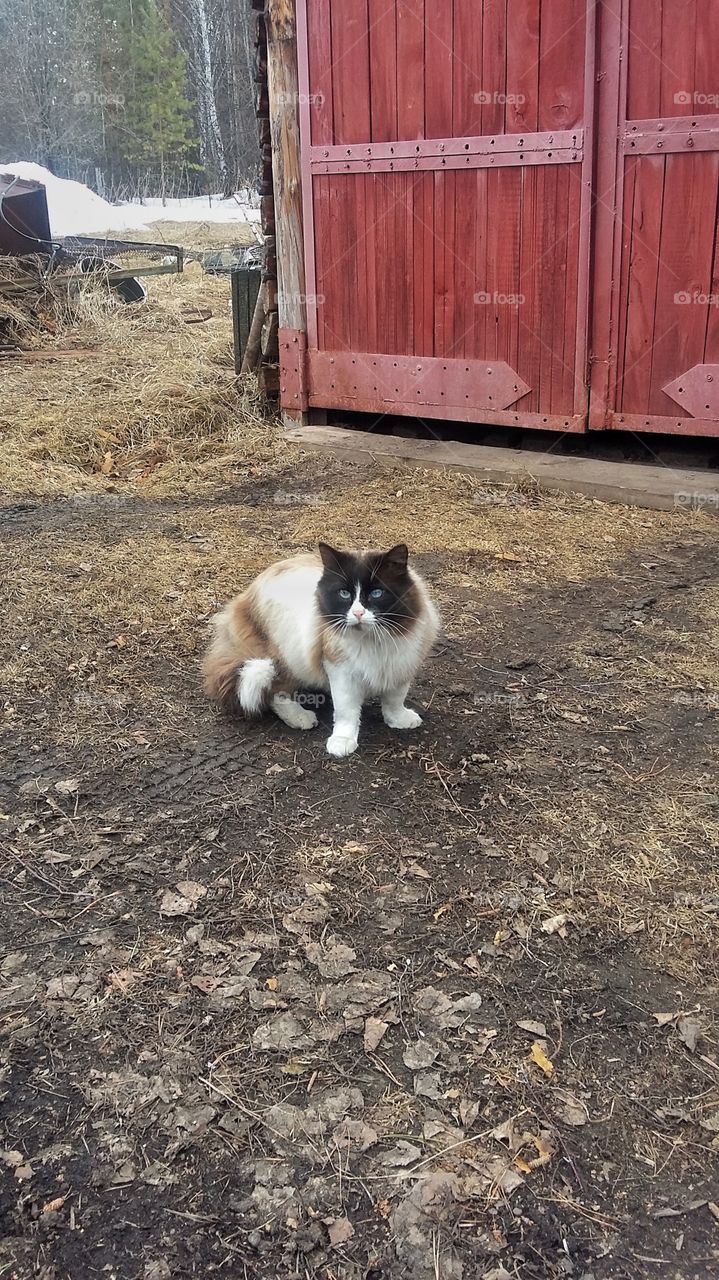 кот на улице на фоне ворот в деревне, ранней весной