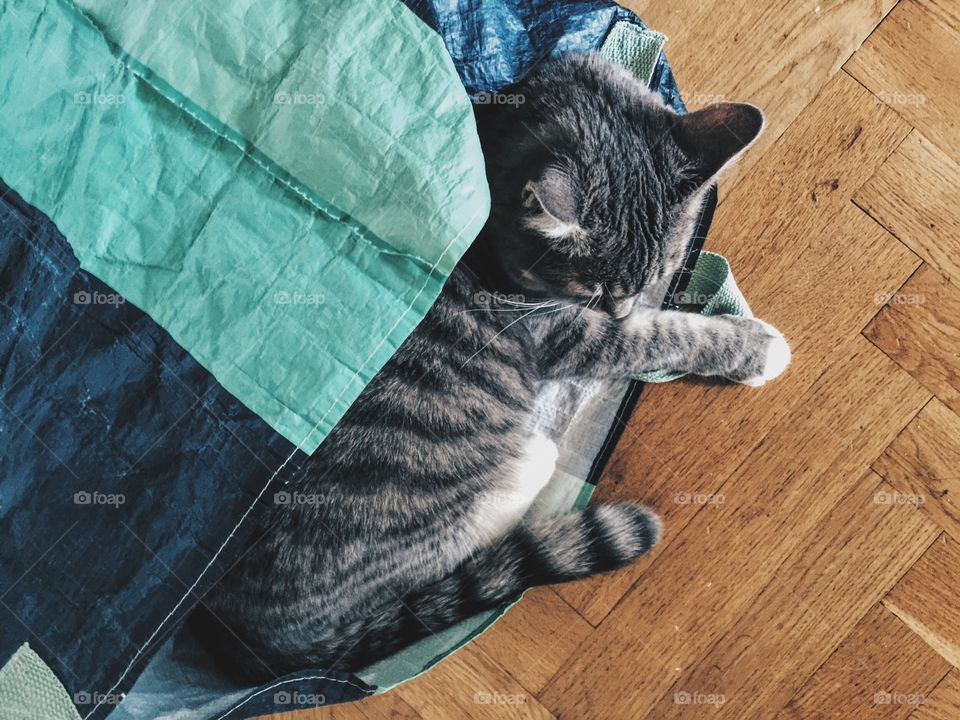 Kitten in a bag on the floor 