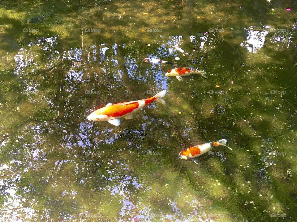 Koi in a pond. 