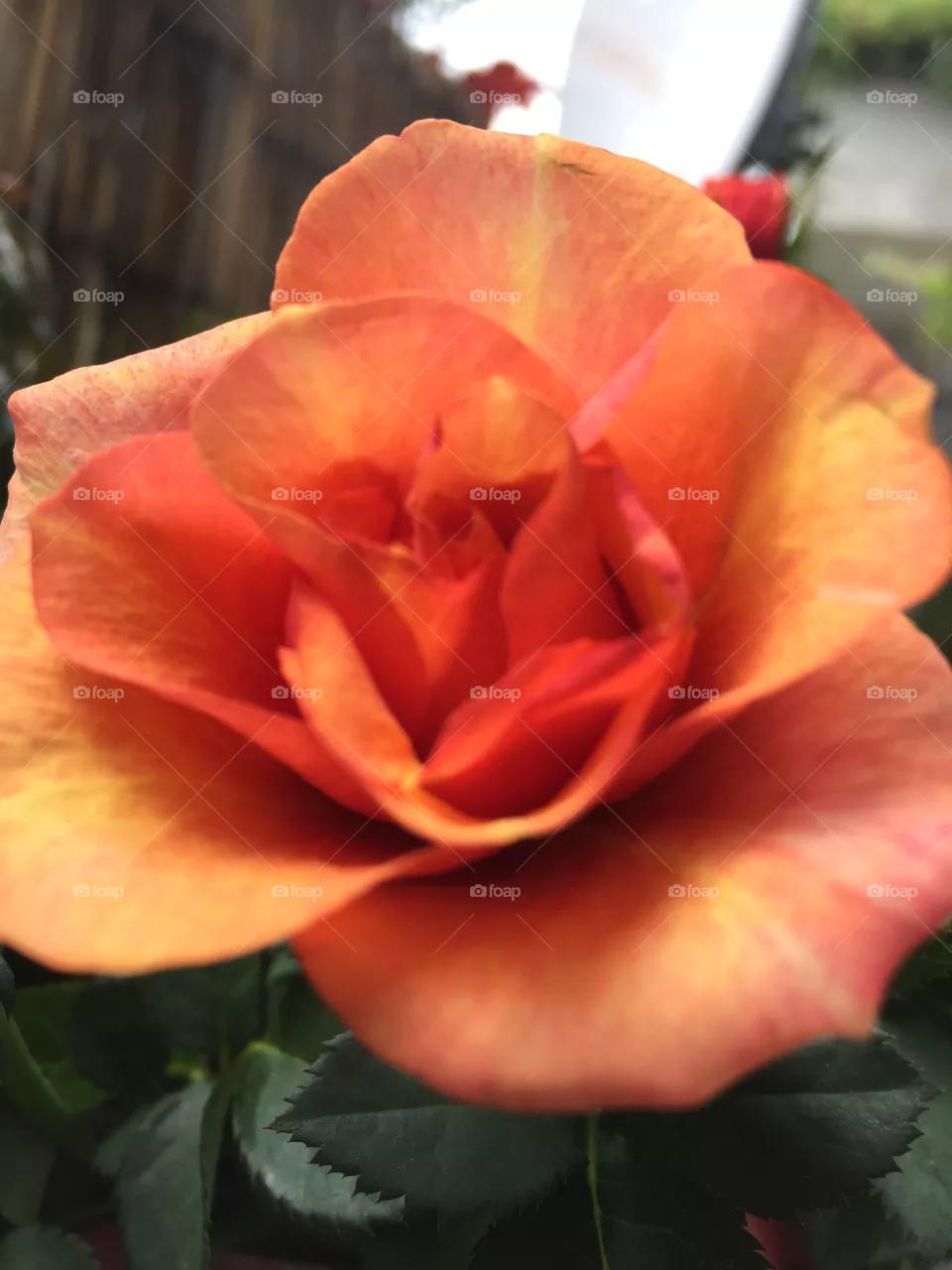 Rosa 
