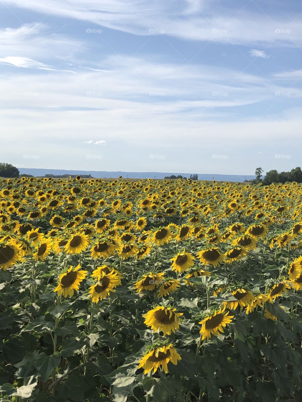 Sunflower field farm 