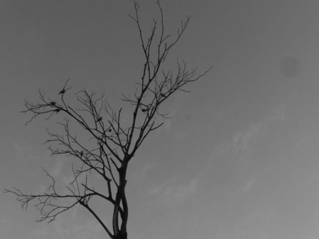 Ancient tree