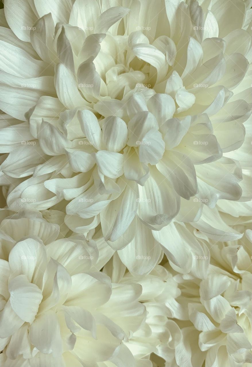 Close up of dahlia flowers and petals