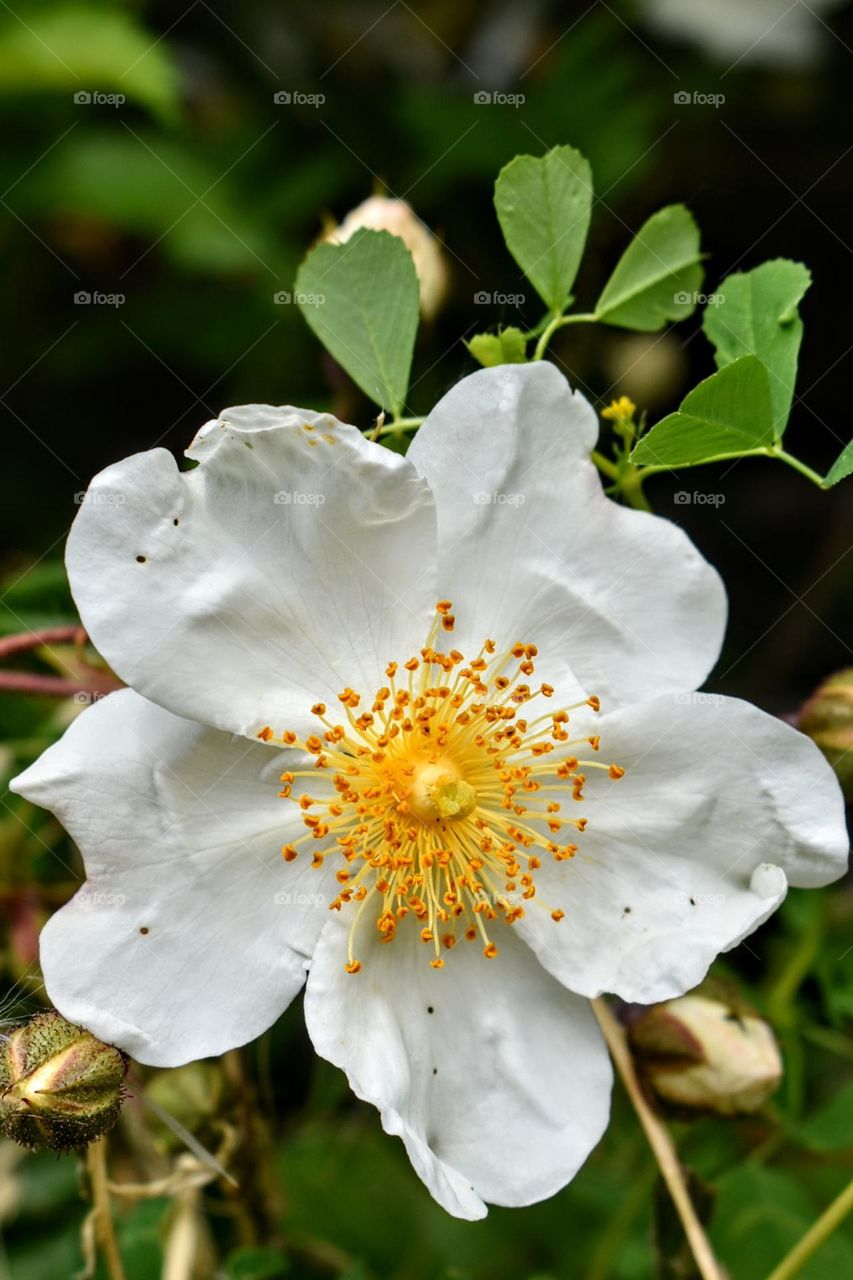 white flower