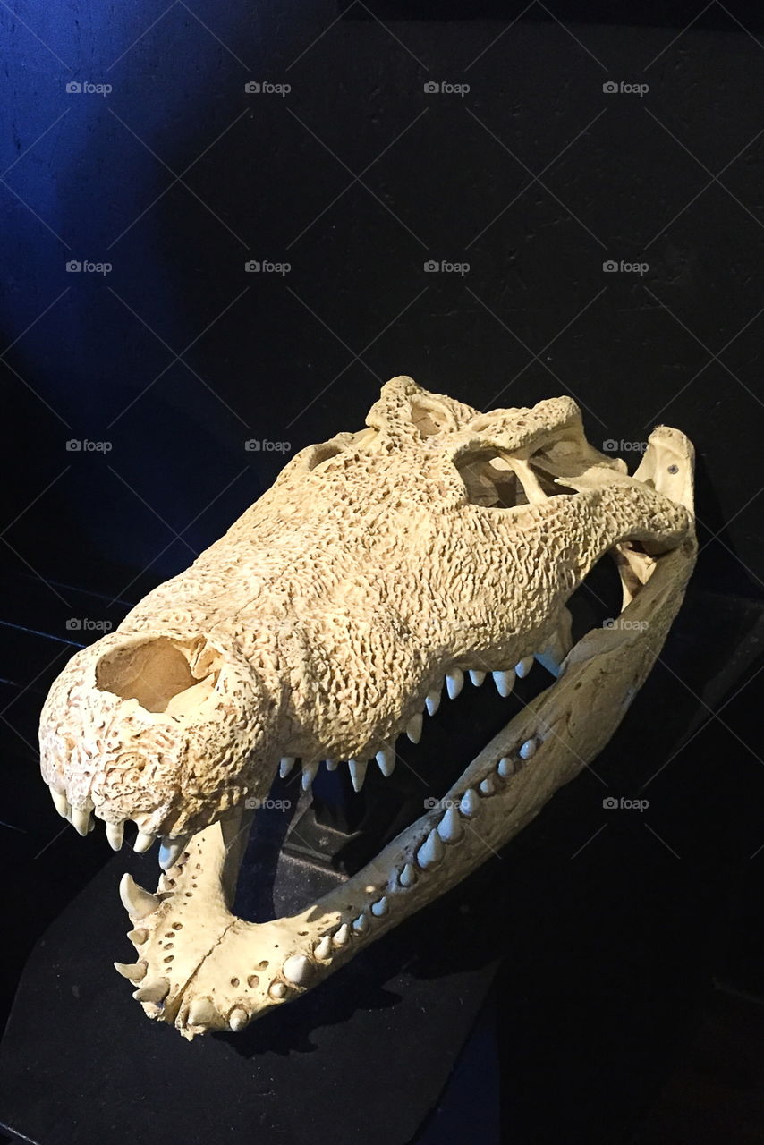 Crocodile skull