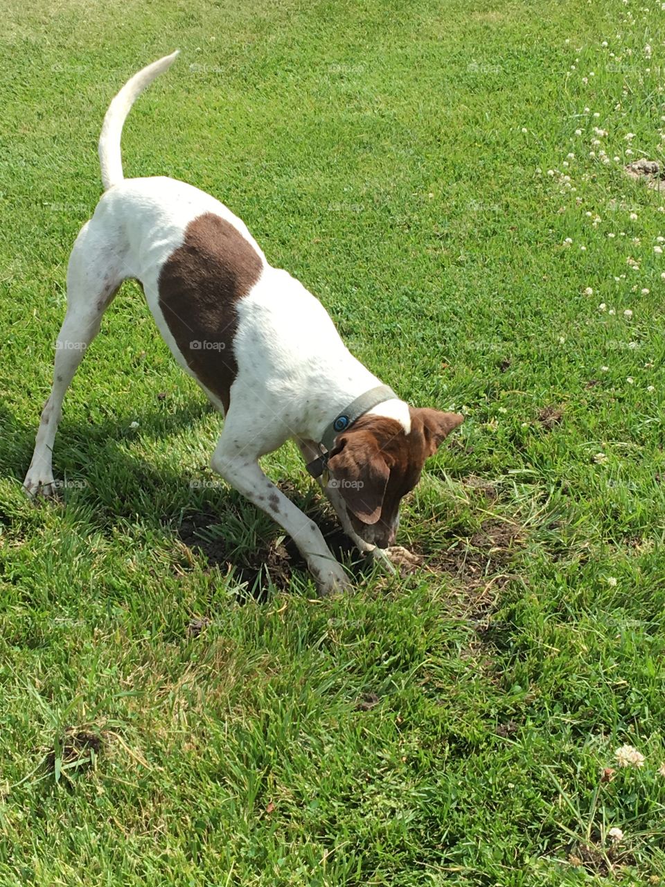 On the Hunt...or...dog creating a mowing obstacle course for me