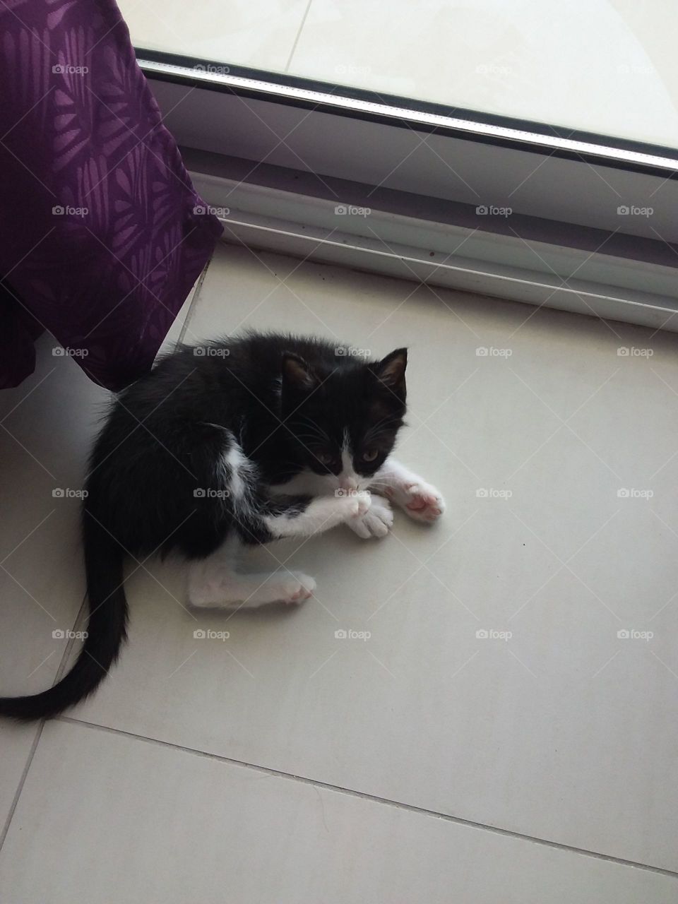 Cute kitten grooming herself