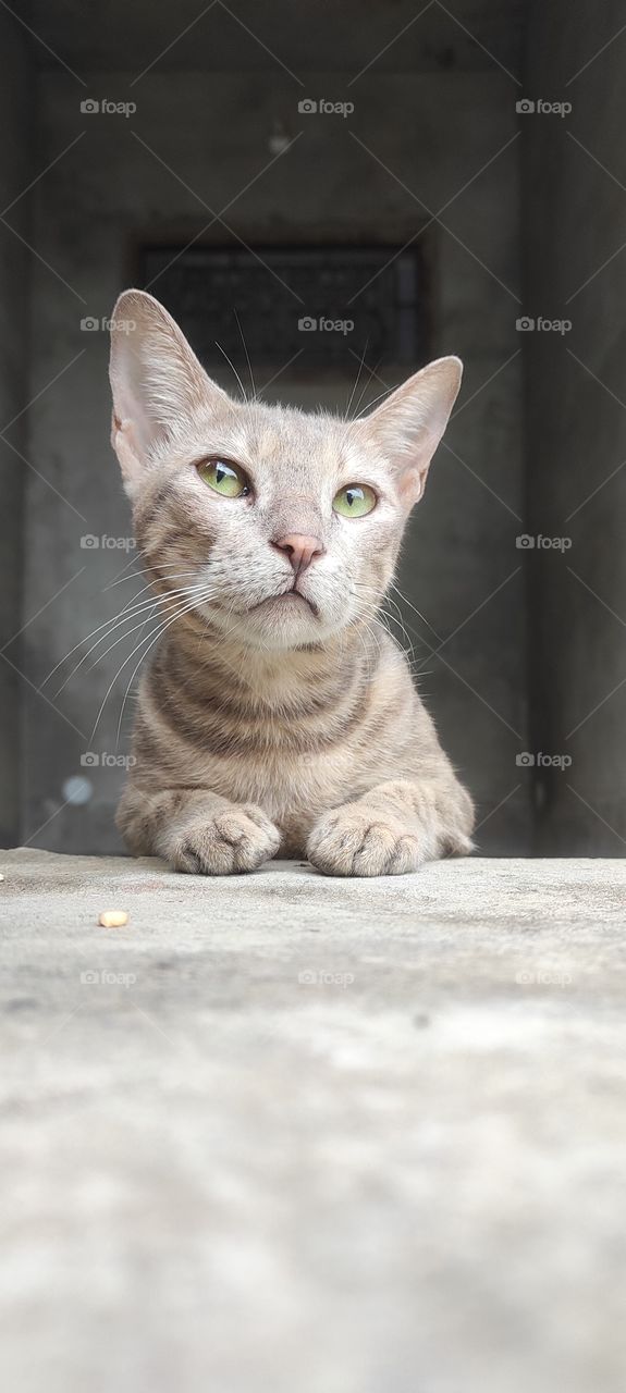 image of beautiful pet cat.