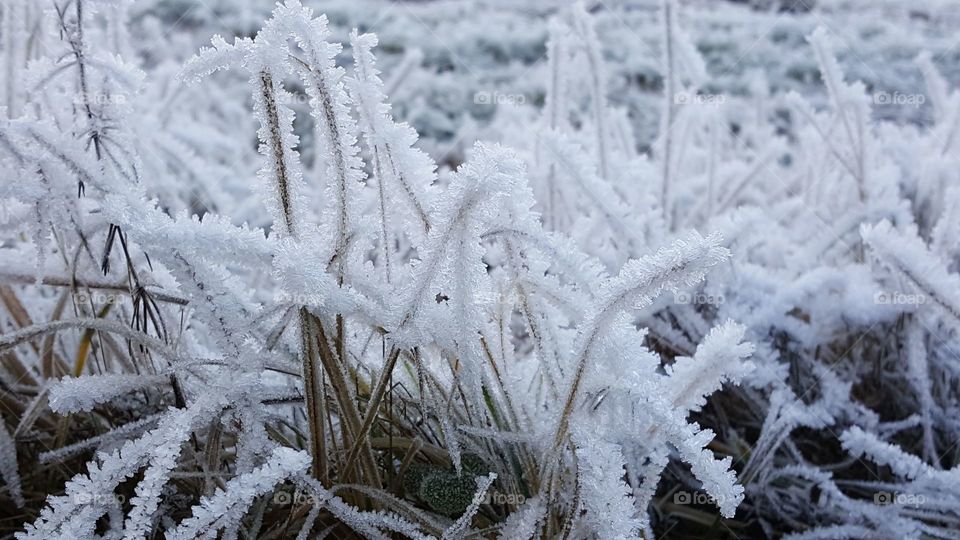 Frost im gras