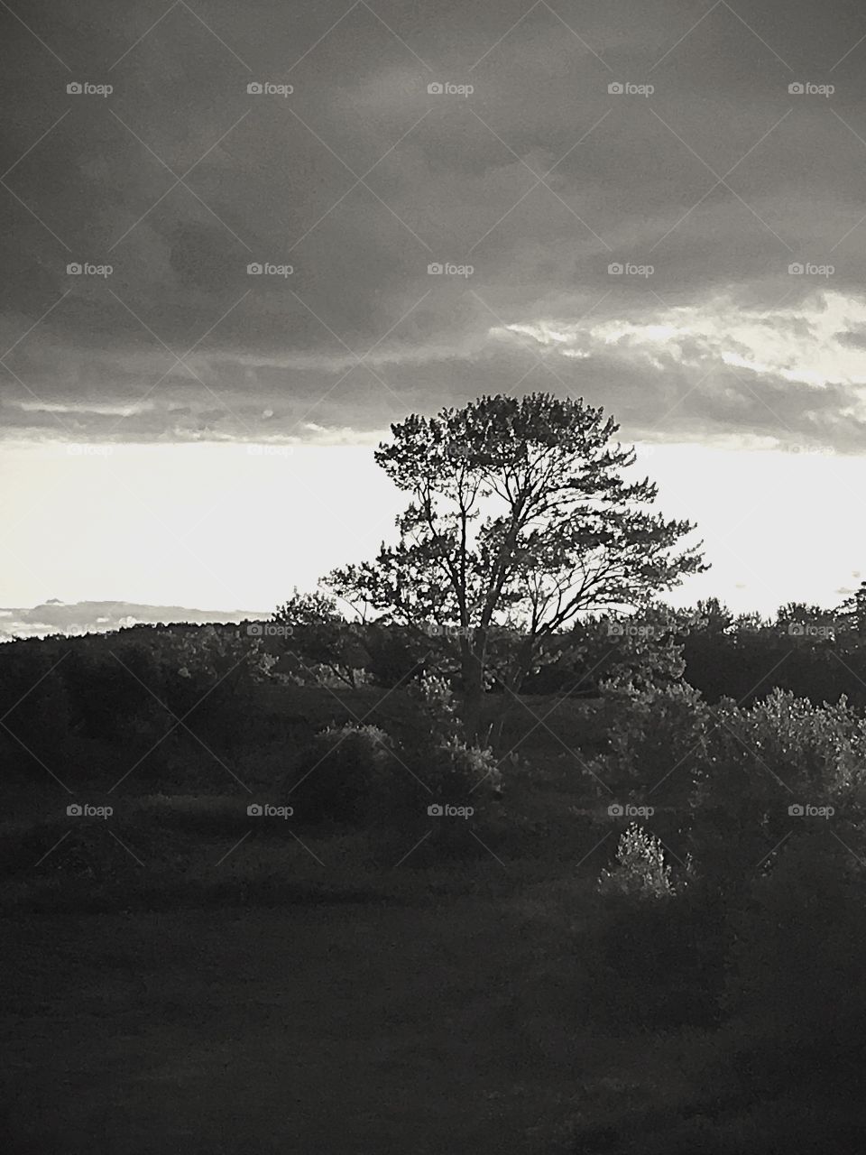 My favorite tree lives in a field in rural Vermont.  I’ve taken pictures of it on all seasons. 