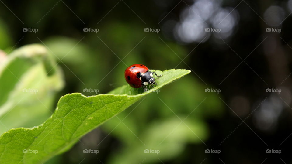 spotted a ladybug