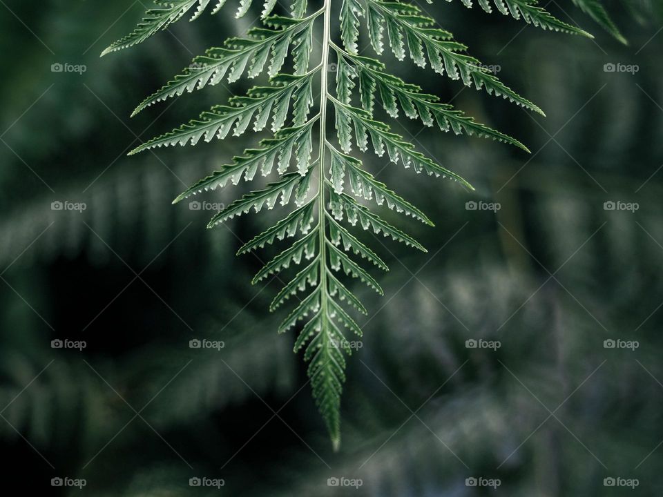 Close-up of a tropical fern leaf