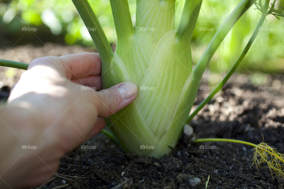 Harvesting fennel