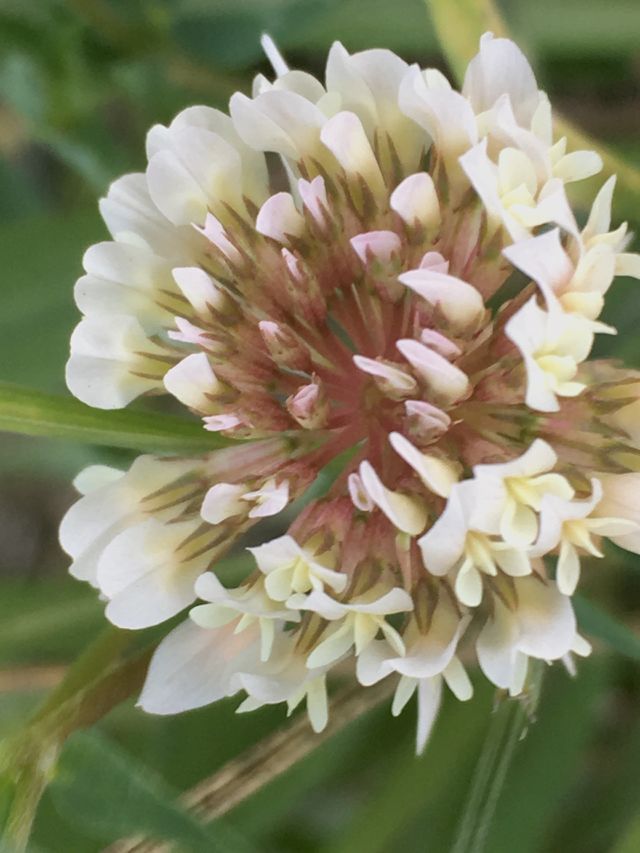Fiore di lago 