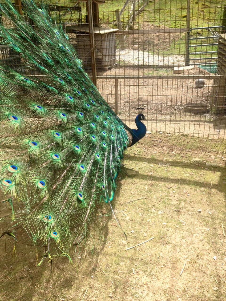 Peacock