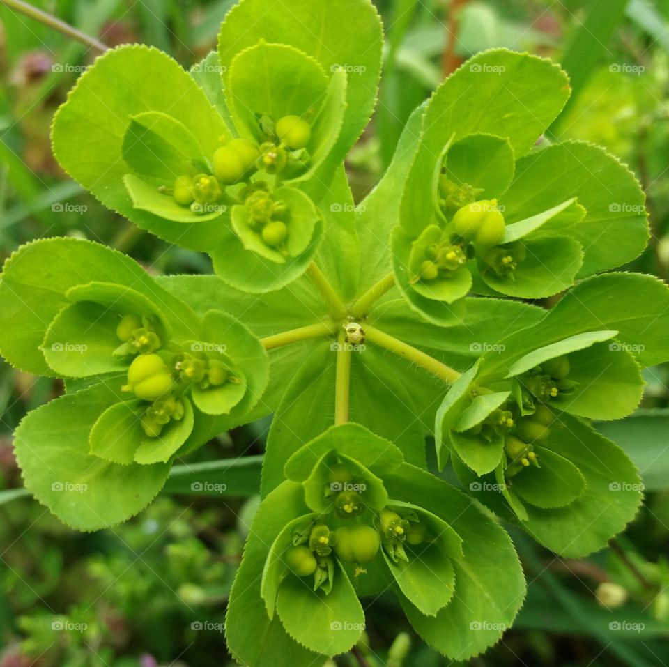 wild spring  flower green