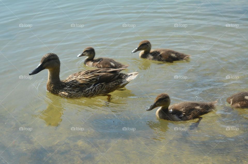 birds ducks family spring and summer time