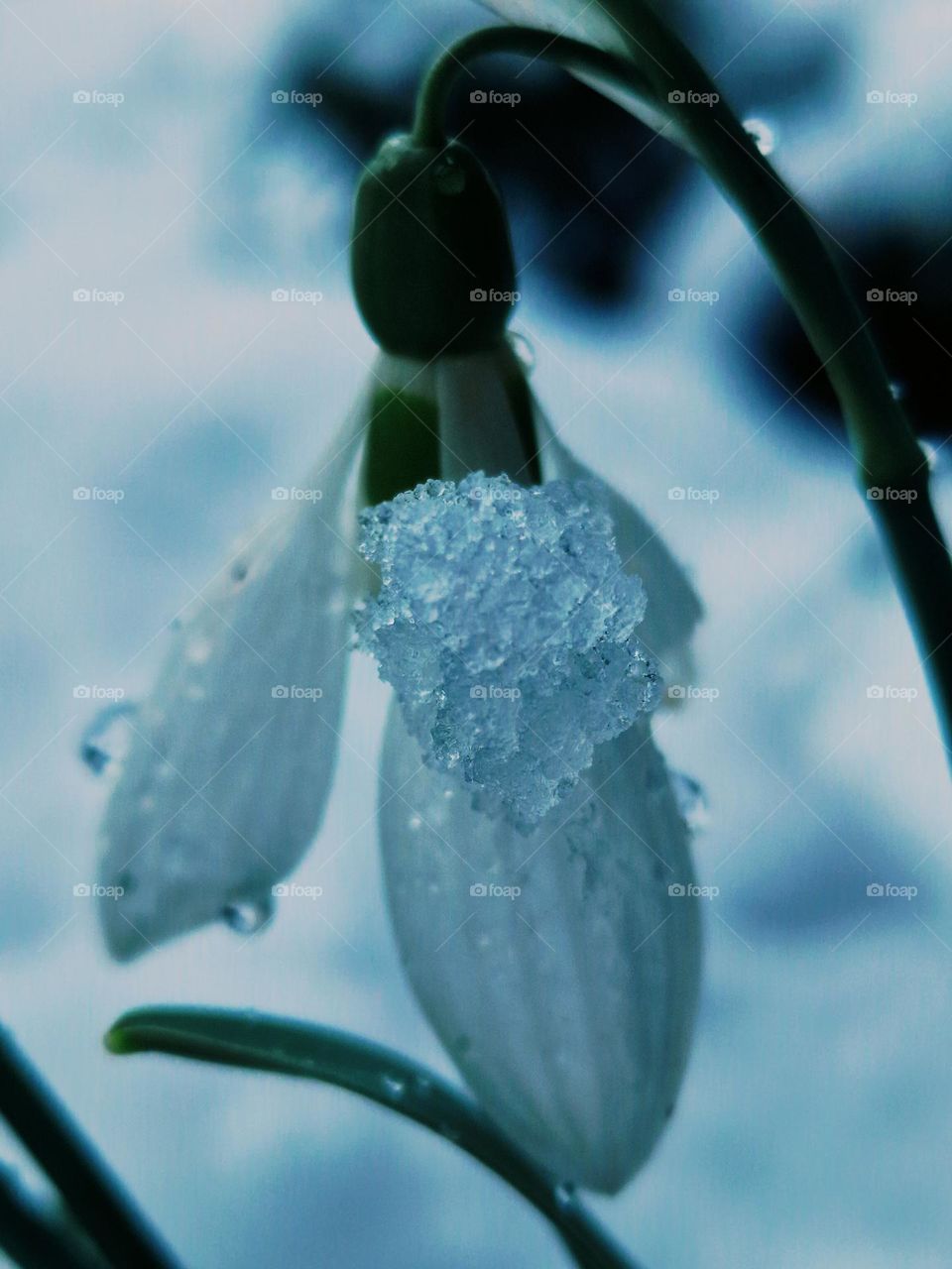 snowdrop