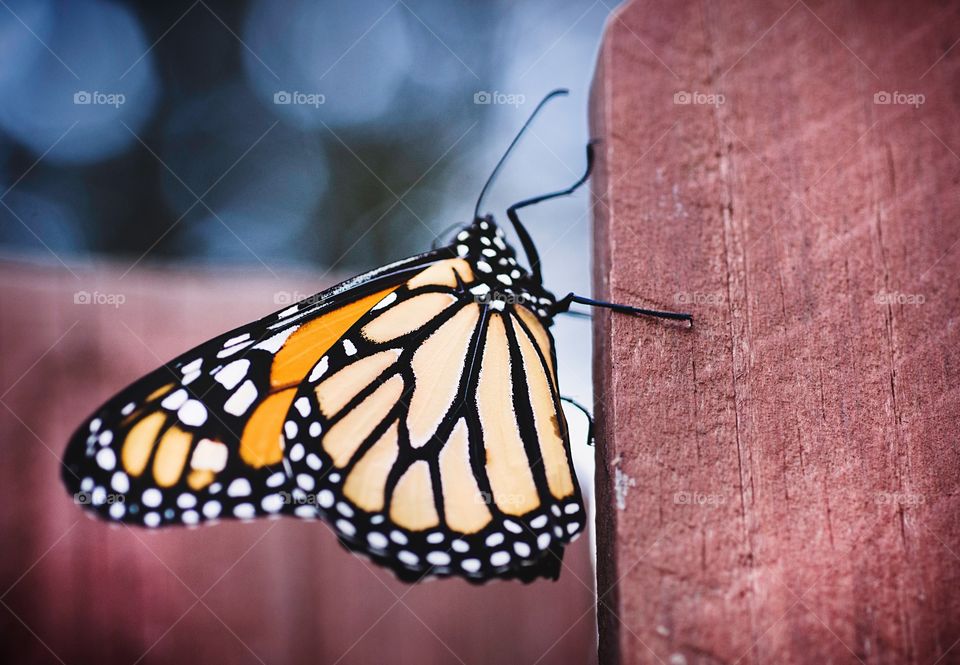 Monarch on fence
