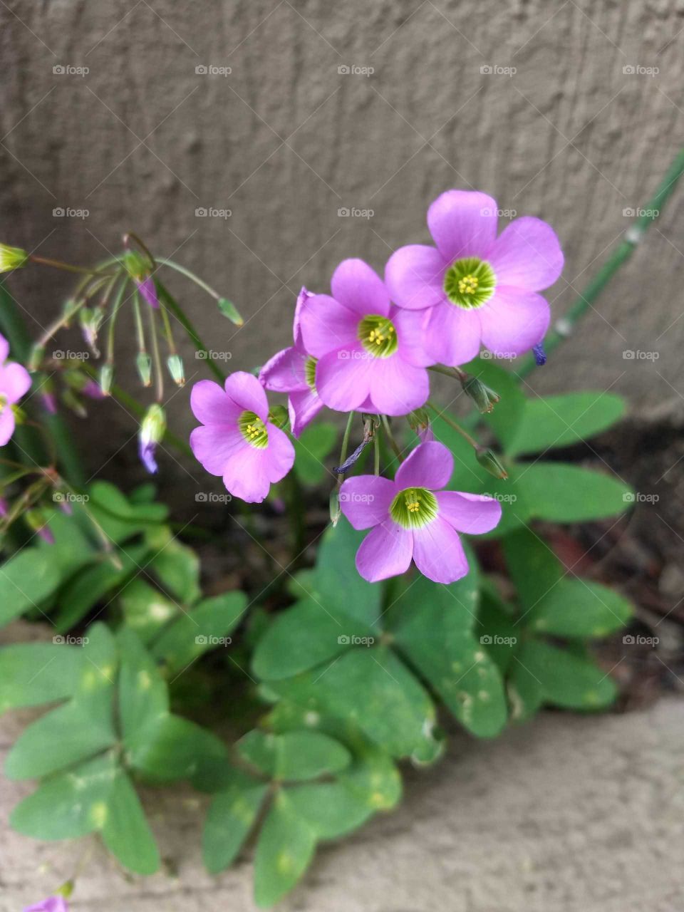 pink little Flowers