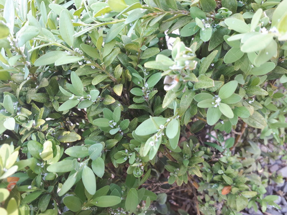 Boxwood shrub budding up close