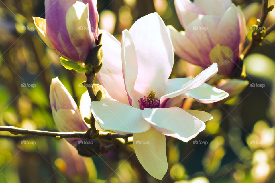 Beautiful magnolia blossom