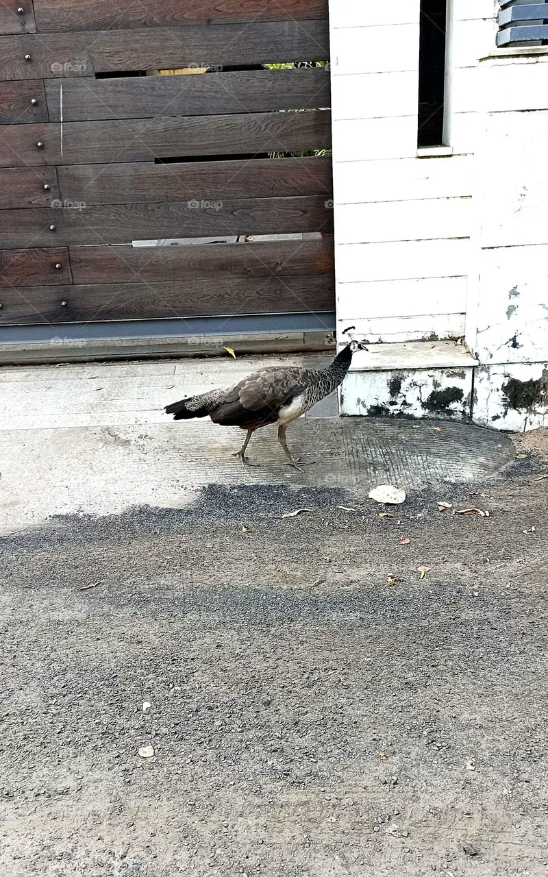 Indian peafowl