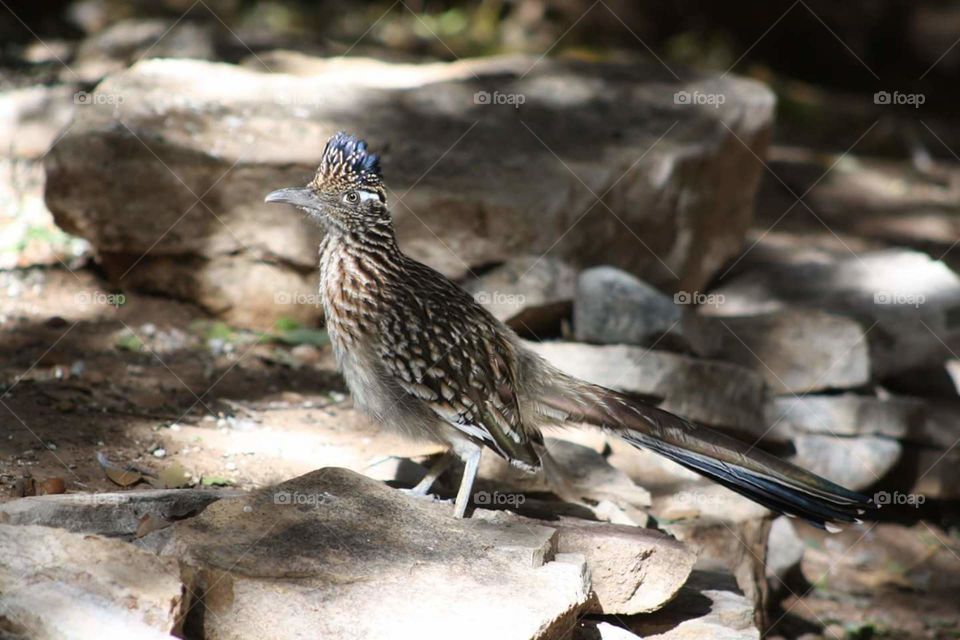Roadrunner