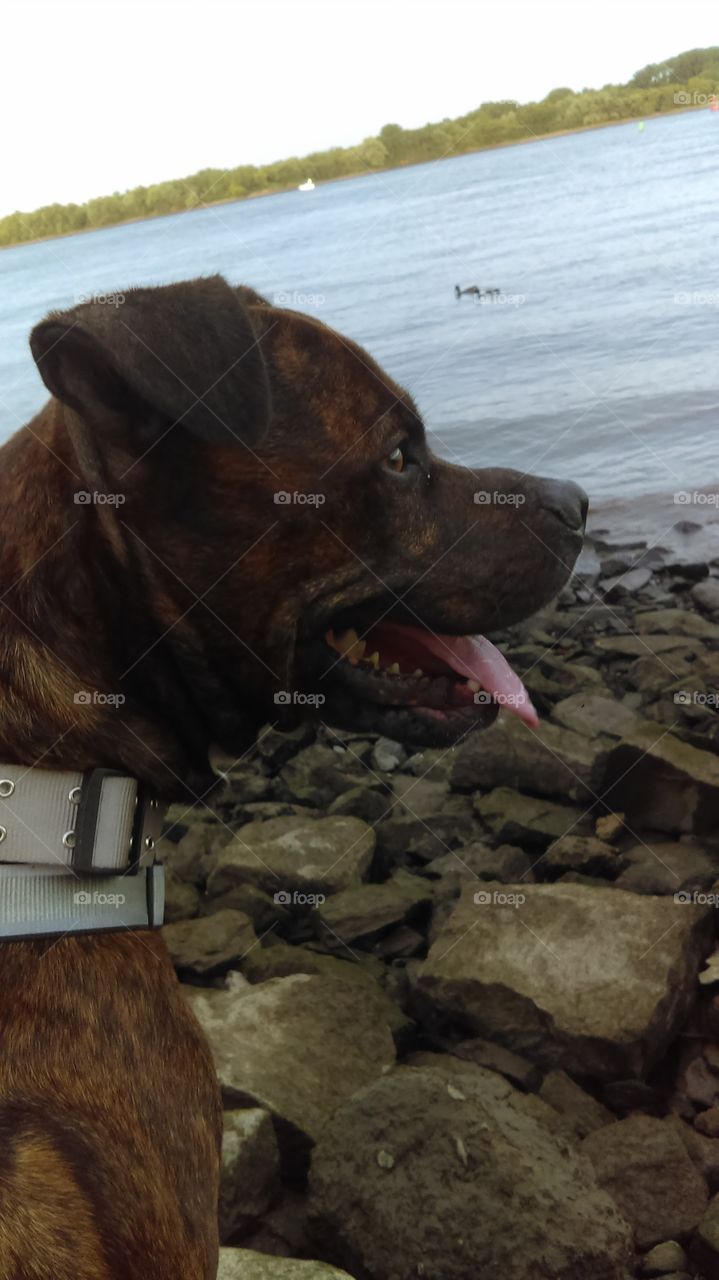 Diggie Dog Pitbull Rottweiler Mix