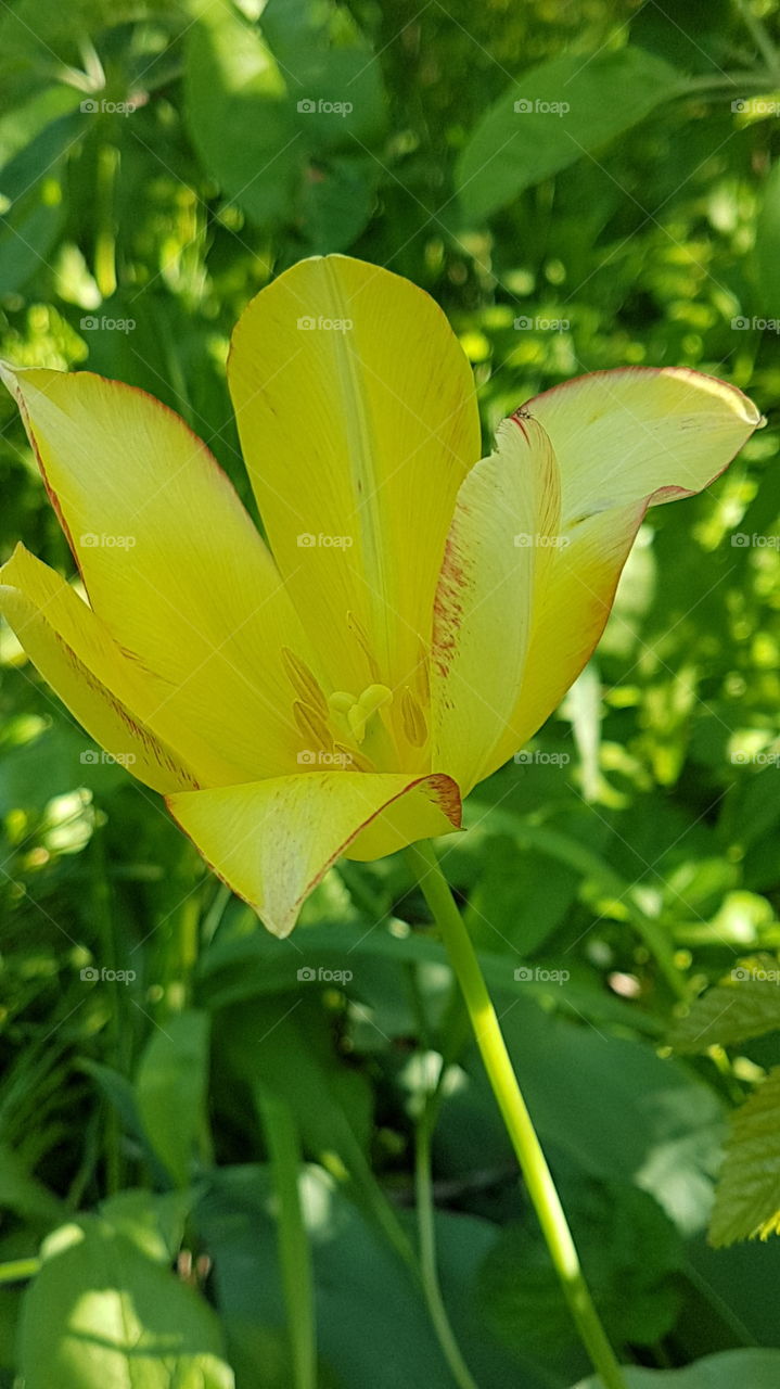 yellow tulip with red coloring