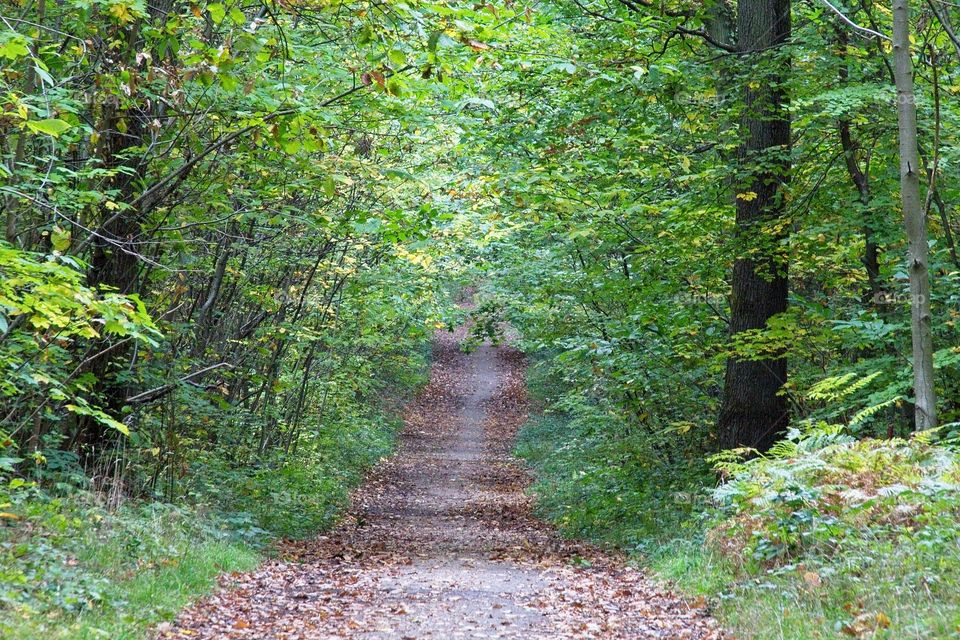sun rays in the forest