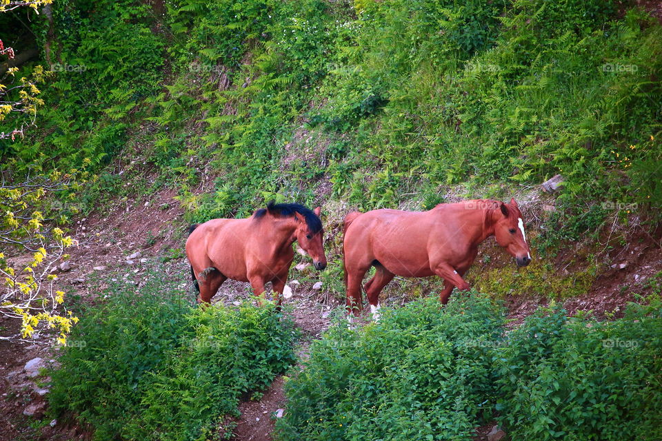 Horses climbing