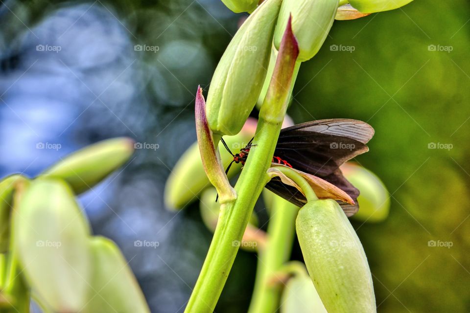 An Insect habitating