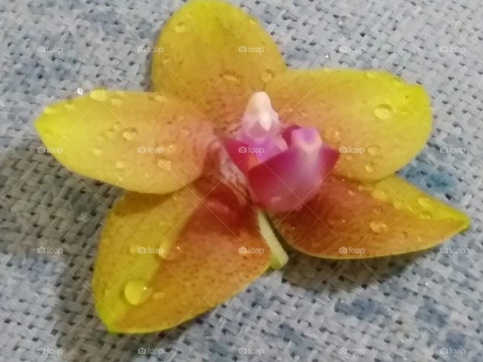 orchid