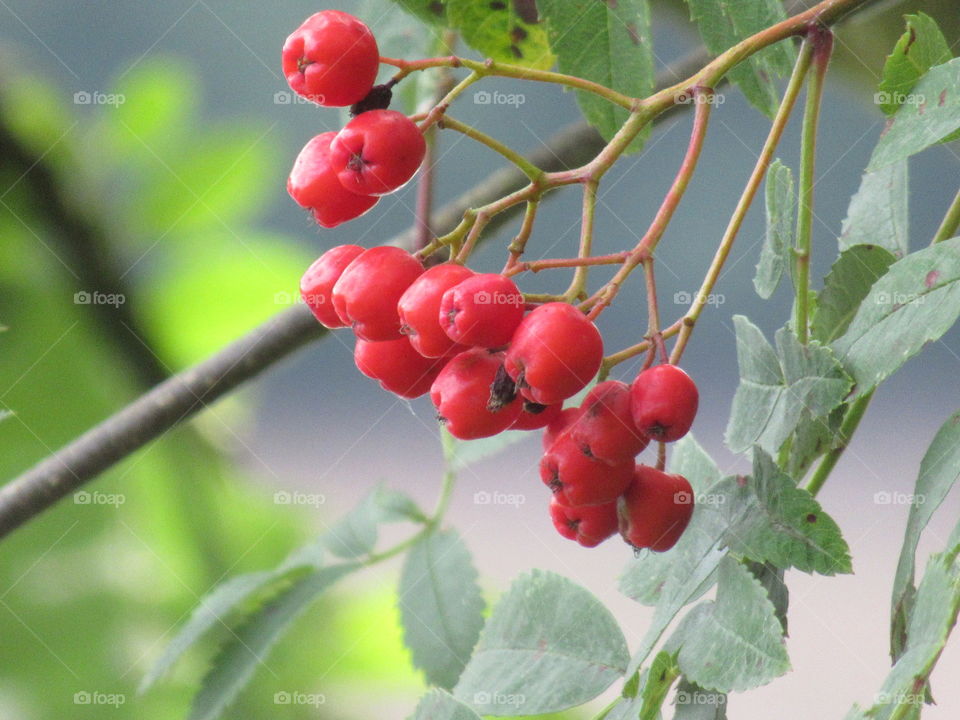 Bright red berries