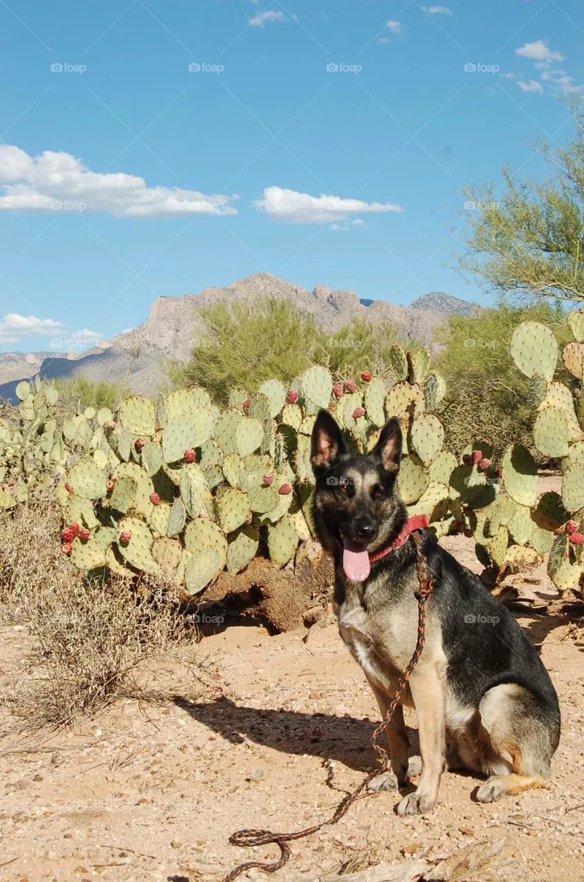 cacti