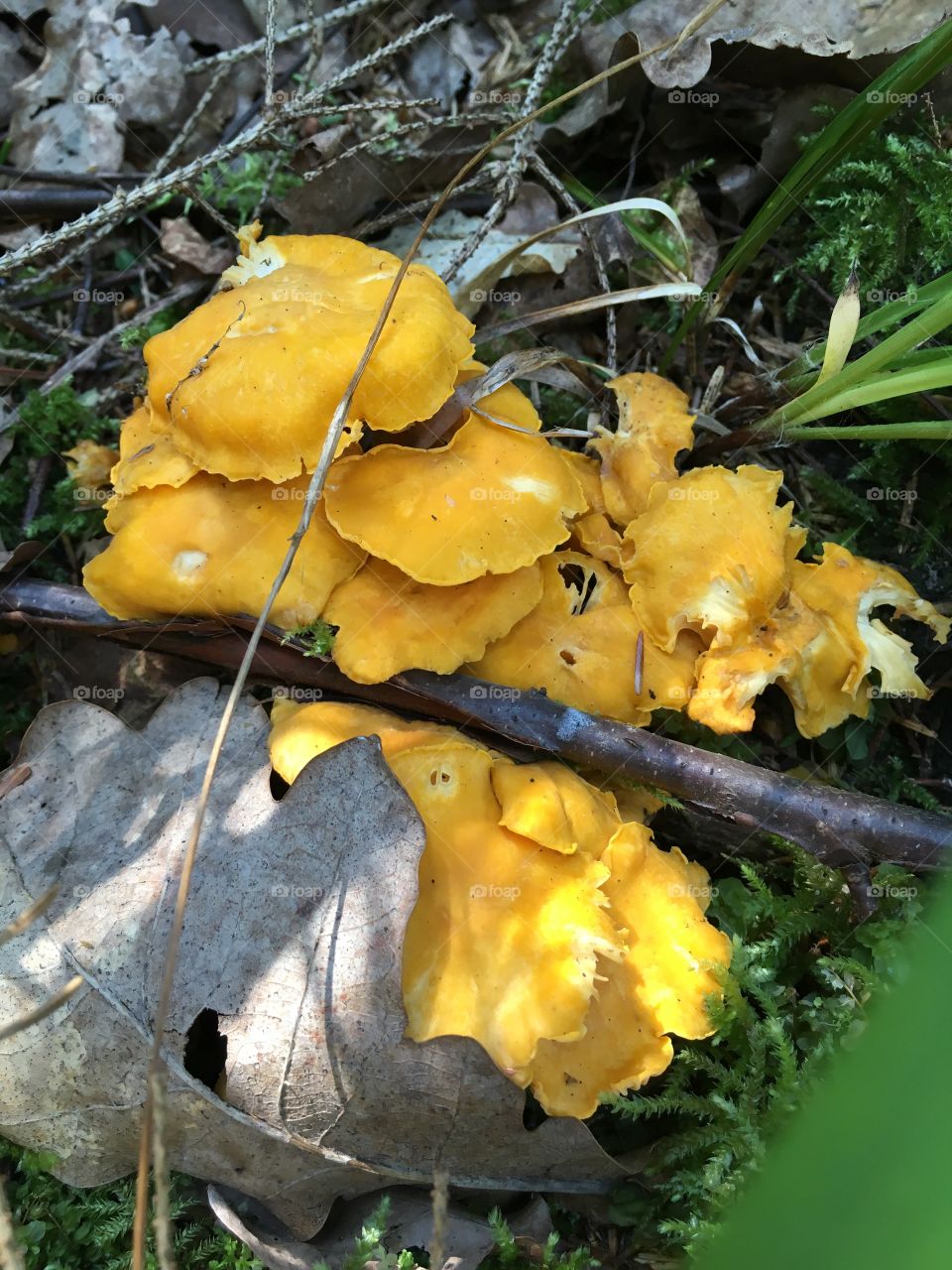 Fungus, Fall, Mushroom, Nature, Wood