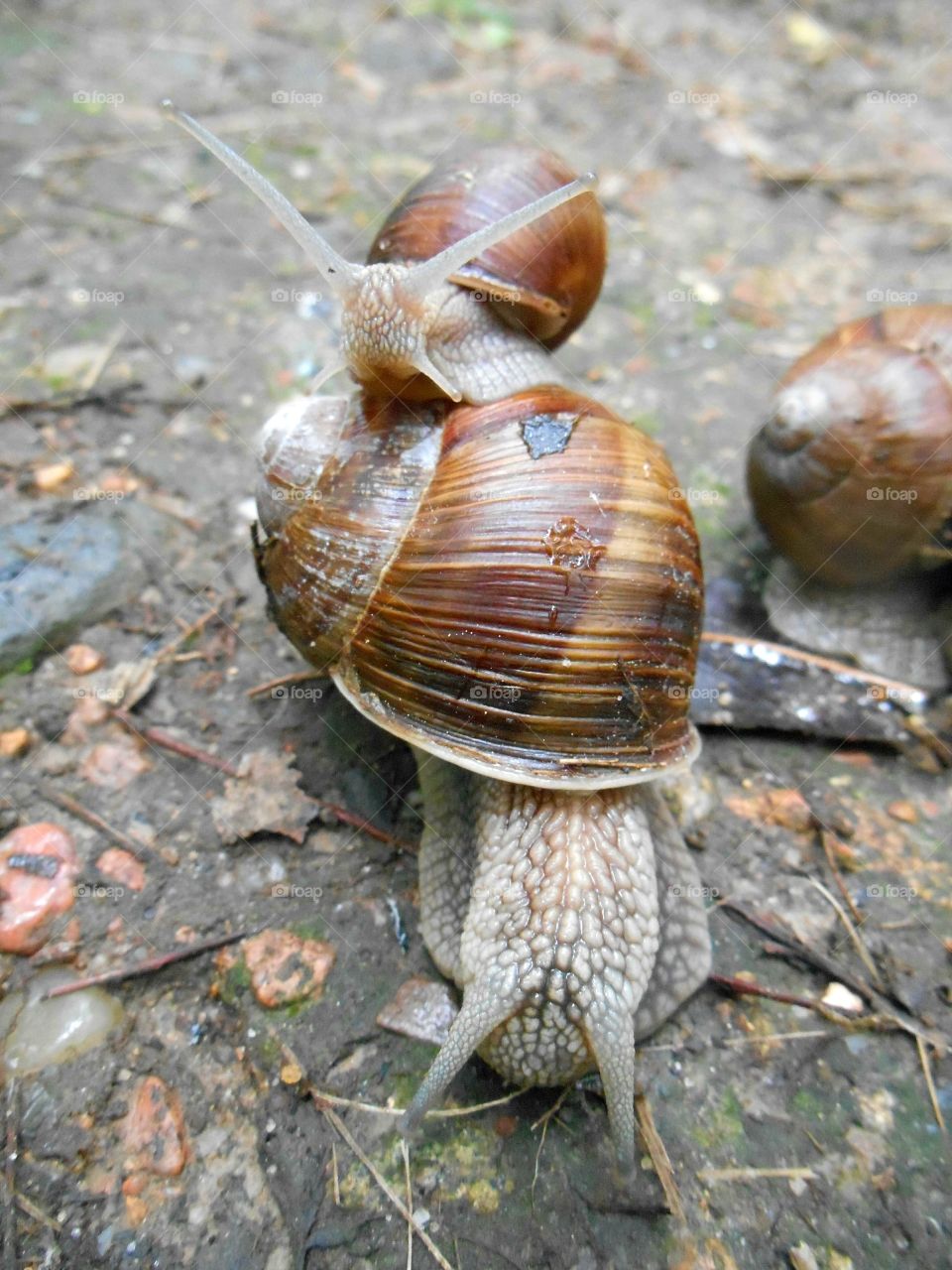 Close-up of snails