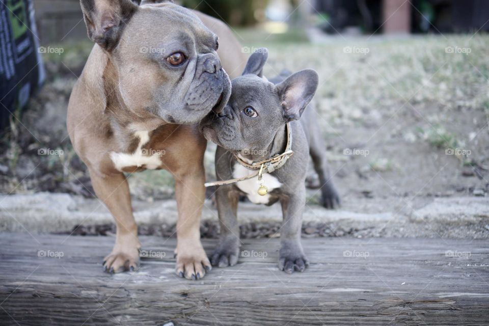 Frenchies 
