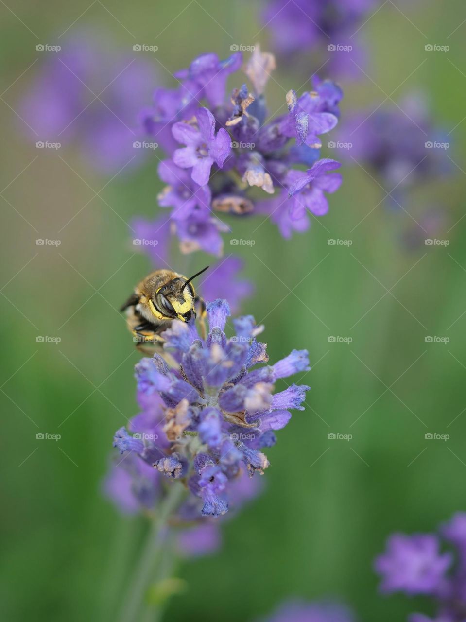 Wildbee searching for nectar on lavender